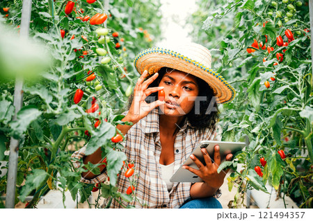 In the greenhouse, a Black woman farmer uses a digital tablet for smart farming. Owners working, growing tomatoes, inspecting vegetables for quality, showcasing innovation. 121494357