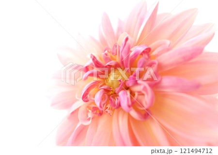 ピンク色のダリア ピンク色のダリア 121494712