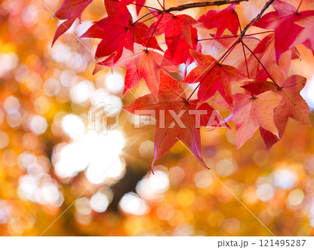 紅葉したモミジバフウの葉 121495287