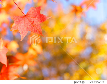 紅葉したモミジバフウの葉 121495294