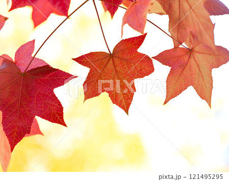 紅葉したモミジバフウの葉 紅葉したモミジバフウの葉 121495295