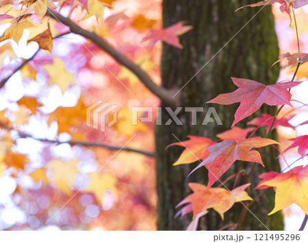 紅葉したモミジバフウの葉 121495296