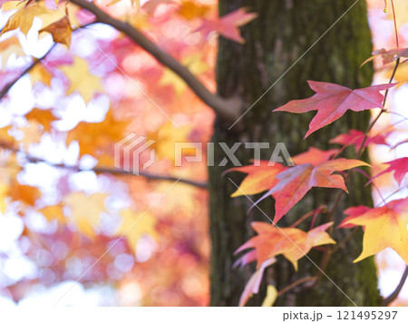 紅葉したモミジバフウの葉 121495297