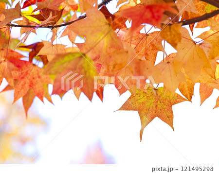 紅葉したモミジバフウの葉 121495298