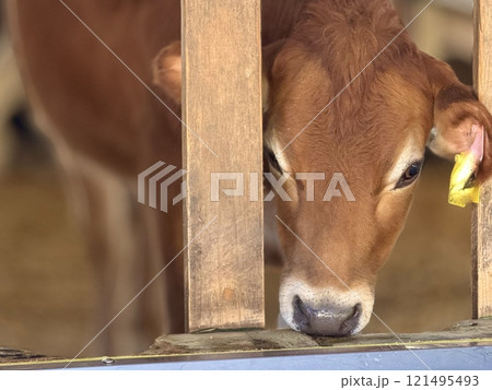 可愛いジャージー乳牛 121495493