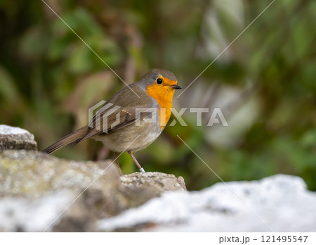 European Robin (Erithacus rubecula) in migrationtime, at Ottenby, southern tip of Oland, Sweden. 121495547