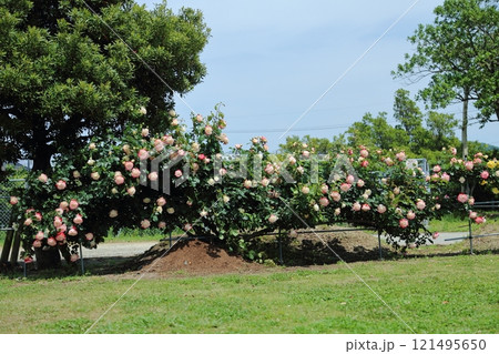 荒尾市 おもやい市民花壇 バラの花、 荒尾市 おもやい市民花壇 バラの花、 121495650
