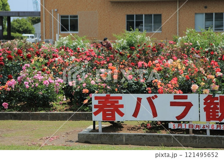 荒尾市　おもやい市民花壇　バラの花、 121495652