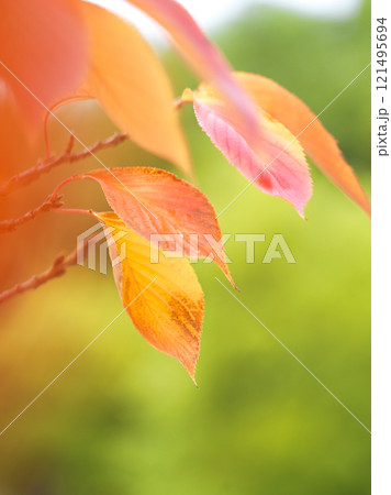 カラフルに紅葉した桜の葉 カラフルに紅葉した桜の葉 121495694