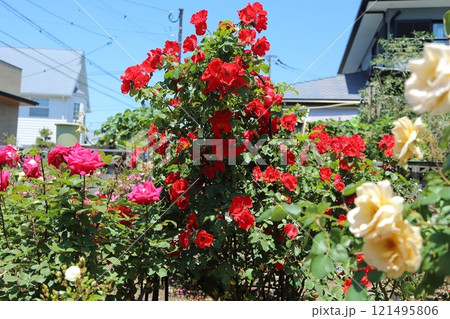 ガーデニング バラの花、 ガーデニング バラの花、 121495806