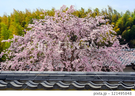 京都 正法寺の枝垂れ桜 京都 正法寺の枝垂れ桜 121495848