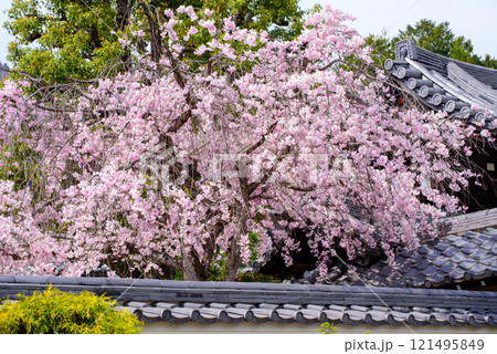 京都 正法寺の枝垂れ桜 京都 正法寺の枝垂れ桜 121495849