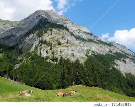 ザツマーティンスホルンと牛 (スイス、ザンクトガレン州) ザツマーティンスホルンと牛 (スイス、ザンクトガレン州) 121495939