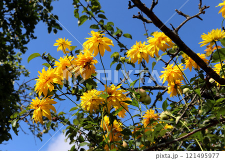 Yellow rudbeckia flowers against the background of apple tree branches with fruits and blue sky Yellow rudbeckia flowers against the background of apple tree branches with fruits and blue sky 121495977