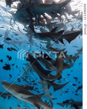 Diving with a lot of nurse sharks on deep blue sea. Diving with a lot of nurse sharks on deep blue sea. 121496099