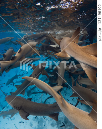 A lot of nurse sharks in blue ocean. Underwater sea life in Maldives 121496100