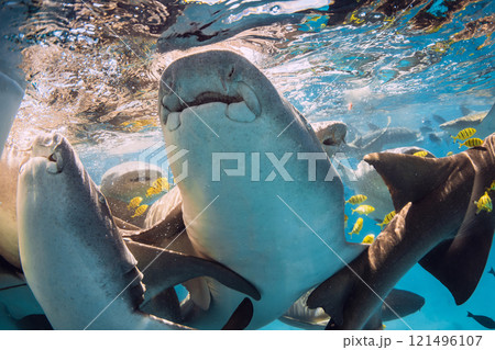 Nurse sharks with tropical yellow fish in tropical sea. Close up view 121496107