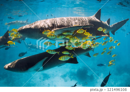 Sharks swims with yellow fish in tropical sea. Nurse sharks in Maldives 121496108