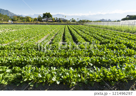 A large area of White Jade Radishes are growing in the fields in Meinong of Kaohsiung, Taiwan. A large area of White Jade Radishes are growing in the fields in Meinong of Kaohsiung, Taiwan. 121496297