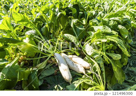 Freshly harvested White Jade Radishes are placed in farmland in Meinong, Kaohsiung, Taiwan. 121496300