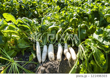 Freshly harvested White Jade Radishes are placed in farmland in Meinong, Kaohsiung, Taiwan. 121496303