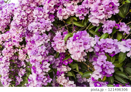 Close-up of beautiful wild purple Garlic Vine growing on the roadside fence. 121496306