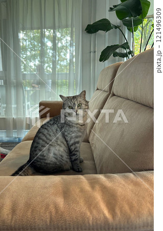 Scottish Straight Cat Walking in Park Graceful Gray Cat Outdoors 121496309