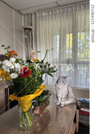 Scottish Straight Cat Walking in Park Graceful Gray Cat Outdoors Scottish Straight Cat Walking in Park Graceful Gray Cat Outdoors 121496312