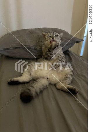 Scottish Straight Cat Walking in Park Graceful Gray Cat Outdoors 121496316