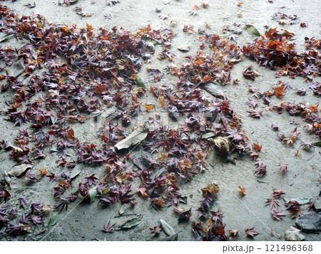 積もったモミジの枯れ葉 積もったモミジの枯れ葉 121496368