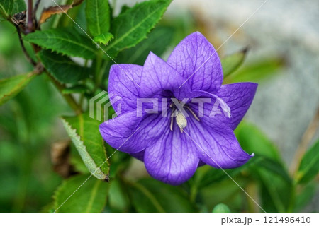 青いキキョウの花 121496410