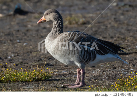 Greylag Goose (Anser anser) at Beijershamn nature reserve on Oland, Sweden. 121496495
