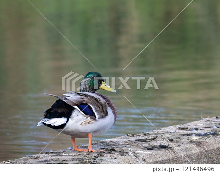 Mallard (Anas platyrhynchos) male, at a small lake in Skane, southern Sweden. 121496496