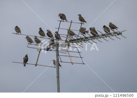 Starlings (Sturnus vulgaris) in winter plumage, sitting on a tv antenna on southeastern Oland, Sweden. Starlings (Sturnus vulgaris) in winter plumage, sitting on a tv antenna on southeastern Oland, Sweden. 121496500