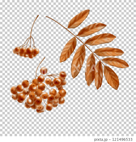 A branch of a rowan tree and a leaf in monochrome autumn orange and brown color as a symbol of autumn,harvest.Festive watercolor clipart for thematic invitations isolated on transparent background A branch of a rowan tree and a leaf in monochrome autumn orange and brown color as a symbol of autumn,harvest.Festive watercolor clipart for thematic invitations isolated on transparent background 121496533