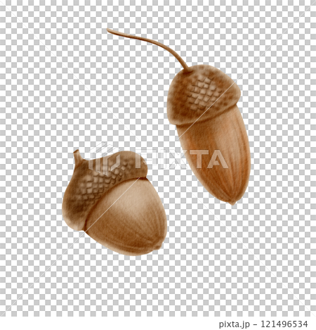 Acorns set as a symbol of autumn,Halloween,Thanksgiving.Botanical watercolor illustration in realistic style on transparent background.Hand painted seasonal clipart for autumn holidays,pumpkin fest Acorns set as a symbol of autumn,Halloween,Thanksgiving.Botanical watercolor illustration in realistic style on transparent background.Hand painted seasonal clipart for autumn holidays,pumpkin fest 121496534