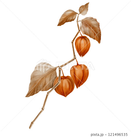 Physalis orange branch with leaves and buds in the fall colors.Decorative plant element for pumpkin harvest festival and Thanksgiving day,oktoberfest.Watercolor clipart on transparent background Physalis orange branch with leaves and buds in the fall colors.Decorative plant element for pumpkin harvest festival and Thanksgiving day,oktoberfest.Watercolor clipart on transparent background 121496535