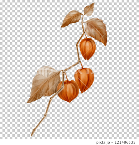 Physalis orange branch with leaves and buds in the fall colors.Decorative plant element for pumpkin harvest festival and Thanksgiving day,oktoberfest.Watercolor clipart on transparent background Physalis orange branch with leaves and buds in the fall colors.Decorative plant element for pumpkin harvest festival and Thanksgiving day,oktoberfest.Watercolor clipart on transparent background 121496535
