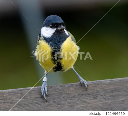 Great Tit (Parus major) adult male, at Ottenby, southern tip of Oland, Sweden. Great Tit (Parus major) adult male, at Ottenby, southern tip of Oland, Sweden. 121496650
