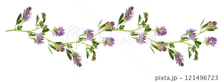 Purple flowers and green leaves of lucerne (Medicago) in a line waved arrangement isolated 121496723