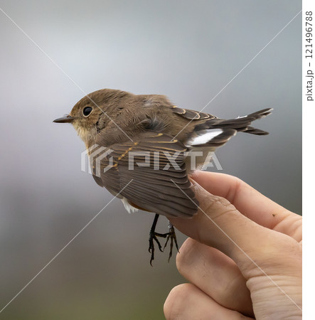 Red-breasted Flycatcher (Ficedula parva) captured in connection with ringing, at Ottenby bird observatory on southern Oland, Sweden. 121496788