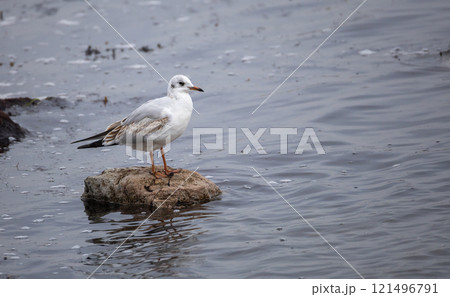 Black-headed Gull (Chroicocephalus ridibundus) at Ottenby, southern tip of Oland, Sweden. Black-headed Gull (Chroicocephalus ridibundus) at Ottenby, southern tip of Oland, Sweden. 121496791