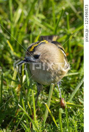 Goldcrest (Regulus regulus) in migrationtime, at Ottenby, southern tip of Oland, Sweden. 121496873