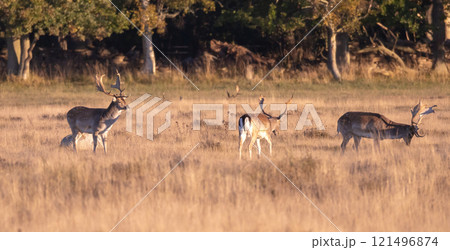 European Fallow Deer (Dama dama) at Ottenby nature reserve on southern Oland, Sweden. 121496874