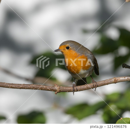 European Robin (Erithacus rubecula) in migrationtime, at Ottenby, southern tip of Oland, Sweden. 121496876
