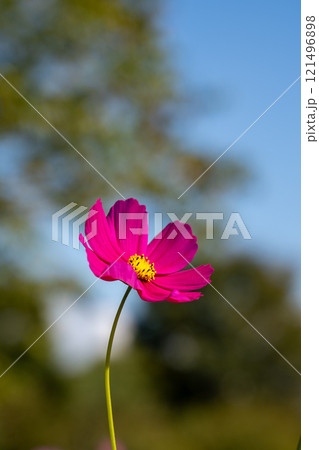 青空に映えるコスモス 121496898