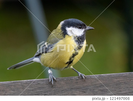 Great Tit (Parus major) female, at Ottenby, southern tip of Oland, Sweden. Great Tit (Parus major) female, at Ottenby, southern tip of Oland, Sweden. 121497008