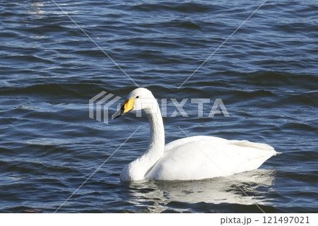 水面をゆったり泳ぐ美しい白鳥　アップ 121497021