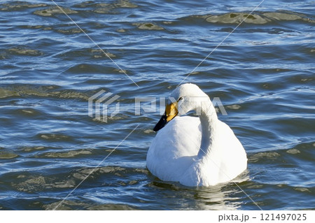 水面をゆったり泳ぐ美しい白鳥　アップ 121497025