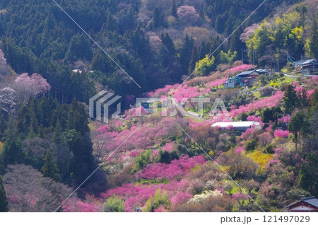 東秩父村・大内沢花桃の郷 東秩父村・大内沢花桃の郷 121497029